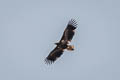 White-tailed Eagle Haliaeetus albicilla albicilla