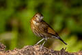 White-tailed Robin Myiomela leucura leucura