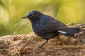 White-tailed Robin Myiomela leucura leucura