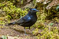 White-tailed Robin Myiomela leucura leucura