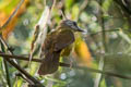 White-throated Bulbul Alophoixus flaveolus burmanicus