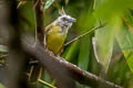 White-throated Bulbul Alophoixus flaveolus burmanicus