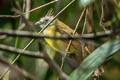 White-throated Bulbul Alophoixus flaveolus burmanicus