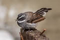 White-throated Fantail Rhipidura albicollis celsa