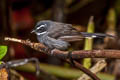 White-throated Fantail Rhipidura albicollis celsa