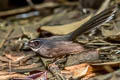 White-throated Fantail Rhipidura albicollis celsa