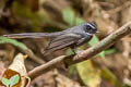 White-throated Fantail Rhipidura albicollis celsa