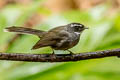 White-throated Fantail Rhipidura albicollis celsa