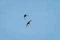 White-throated Needletail Hirundapus caudacutus caudacutus