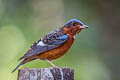 White-throated Rock Thrush Monticola gularis