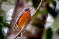 White-throated Rock Thrush Monticola gularis