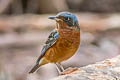 White-throated Rock Thrush Monticola gularis