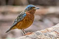 White-throated Rock Thrush Monticola gularis