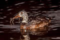 White-winged Duck Asarcornis scutulata