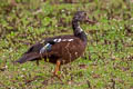 White-winged Duck Asarcornis scutulata