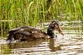 White-winged Duck Asarcornis scutulata