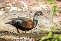 White-winged Duck Asarcornis scutulata