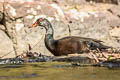 White-winged Duck Asarcornis scutulata