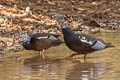 White-winged Duck Asarcornis scutulata