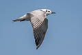 White-winged Tern Chlidonias leucopterus