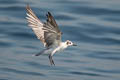 White-winged Tern Chlidonias leucopterus