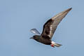 White-winged Tern Chlidonias leucopterus