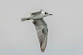 White-winged Tern Chlidonias leucopterus