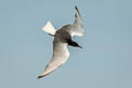 White-winged Tern Chlidonias leucopterus