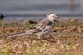 White Wagtail Motacilla alba leucopsis