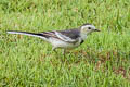 White Wagtail Motacilla alba leucopsis