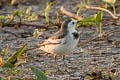 White Wagtail Motacilla alba leucopsis