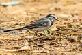 White Wagtail Motacilla alba ocularis