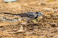 White Wagtail Motacilla alba ocularis