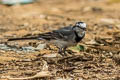 White Wagtail Motacilla alba ocularis