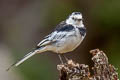 White Wagtail Motacilla alba leucopsis