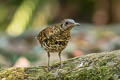 White's Thrush Zoothera aurea aurea