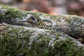 White's Thrush Zoothera aurea aurea