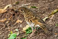 White's Thrush Zoothera aurea aurea