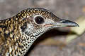 White's Thrush Zoothera aurea aurea