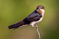 Wire-tailed Swallow Hirundo smithi filifera