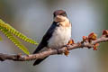 Wire-tailed Swallow Hirundo smithi filifera