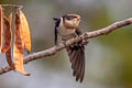 Wire-tailed Swallow Hirundo smithi filifera