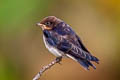 Wire-tailed Swallow Hirundo smithi filifera