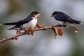 Wire-tailed Swallow Hirundo smithi filifera