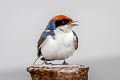 Wire-tailed Swallow Hirundo smithi filifera