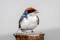 Wire-tailed Swallow Hirundo smithi filifera