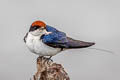 Wire-tailed Swallow Hirundo smithi filifera