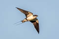 Wire-tailed Swallow Hirundo smithi filifera