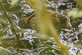 Wood Snipe Gallinago nemoricola