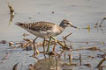 Wood Sandpiper Tringa glareola